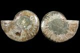 Bargain, Agatized Ammonite Fossil - Madagascar #111527-1